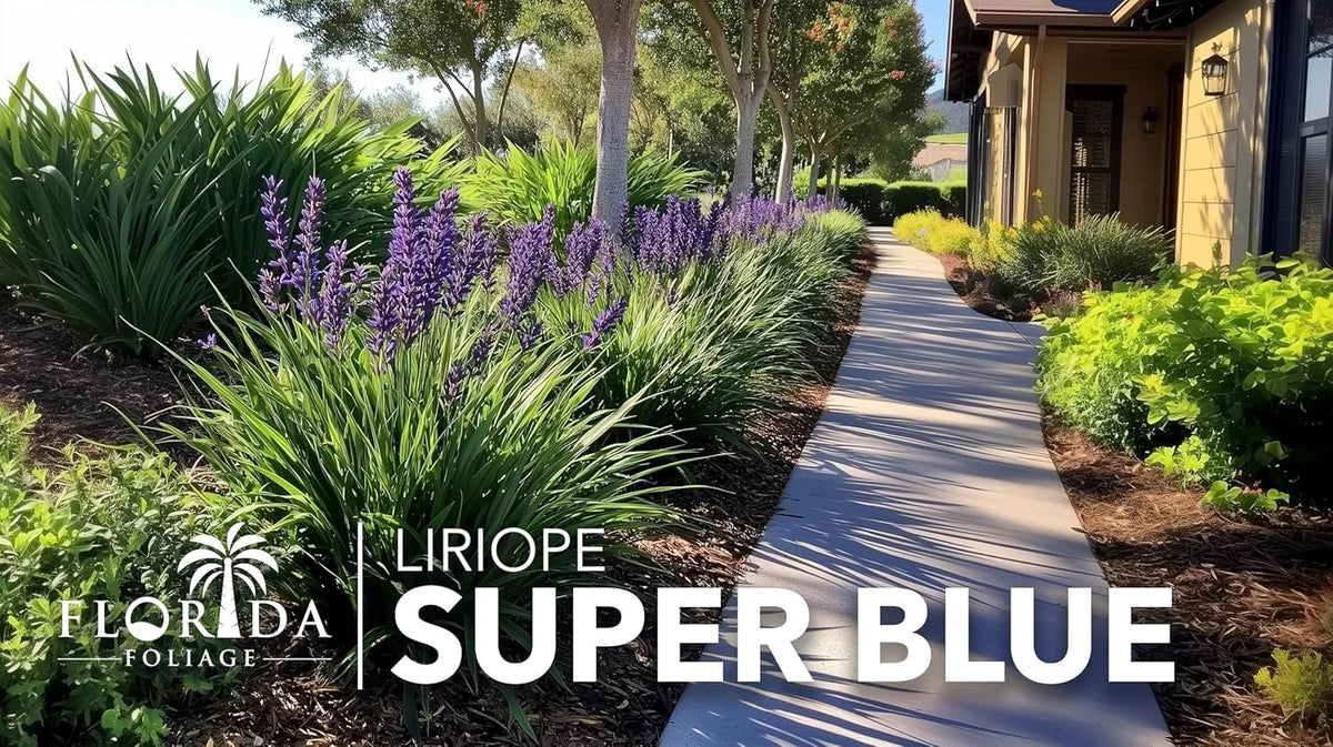 Liriope Super Blue | 2 Large Gallon Size Plants | Liriope muscari 'Super Blue' | Ornamental Ground Cover Plants | Shade-Tolerant Landscaping Perennial
