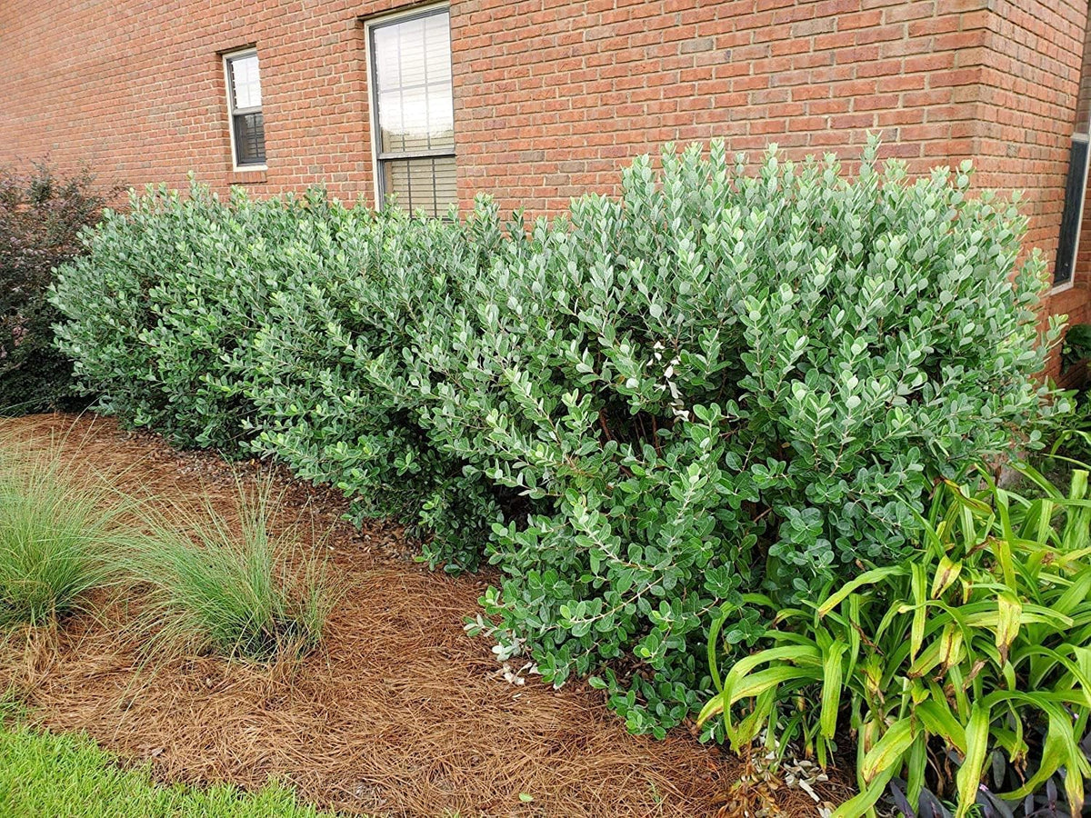Pineapple Guava | 3 Large Gallon Size Plants | Feijoa Sellowiana | Edible Fruit Shrub and Fragrant Flowering Foliage