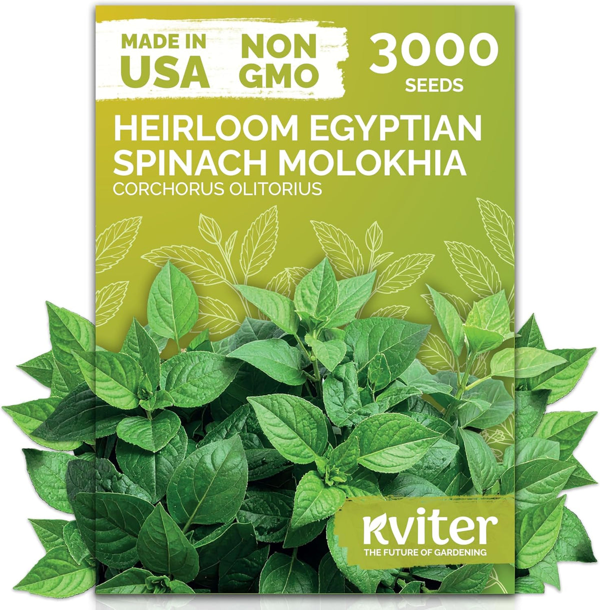 KVITER 3000 Egyptian Spinach Seeds - Molokhia (Corchorus Olitorius) – Jute Leaves, Ewedu, Rau Day, Saluyot Vegetable Seed – Non GMO & Heirloom Vegetable Seeds for Planting Outdoors & Indoors