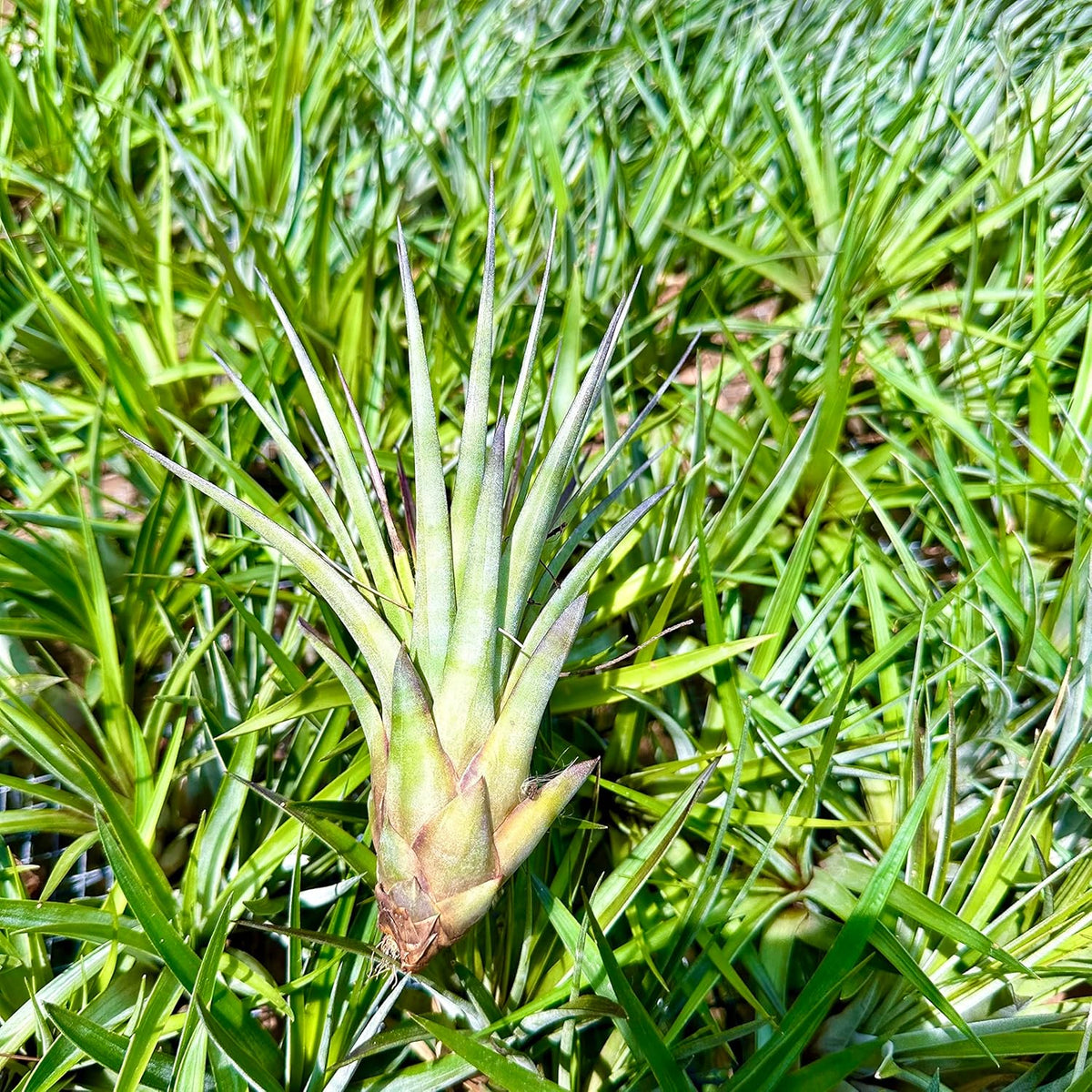 Air Plants - Tillandsia Fasciculata Tricolor, Large 4-6" - 3ct - Live Arrival Guaranteed - House Plants for Home Decor & Gift