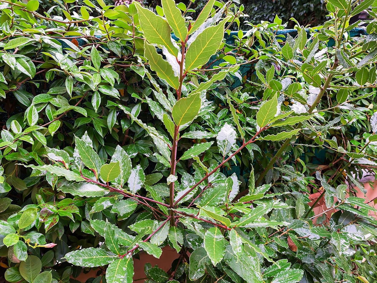 Greenwood Nursery: Live Perennial Plants - Bay Laurel Herb + Laurus Nobilis - [Qty: 10x 2.5 Pot] - (Click for Other Available Plants/Quantities)