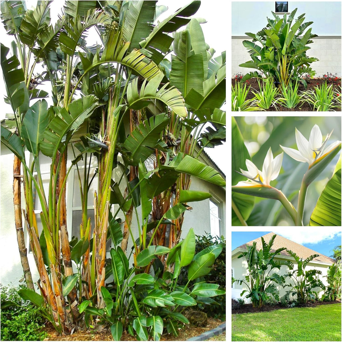 Bird of Paradise - White + Orange - Strelitzia. (2 White + 2 Orange BoP Sacs)