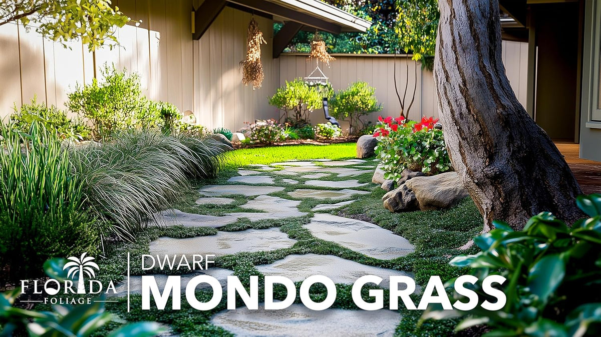 Dwarf Mondo Grass | 30 Live Plants | Ophiopogon Japonicus Nana | Lush Ground Cover | Shade Loving Low Maintenance Garden Solution | Ideal for Landscaping and Borders | Hardy and Evergreen