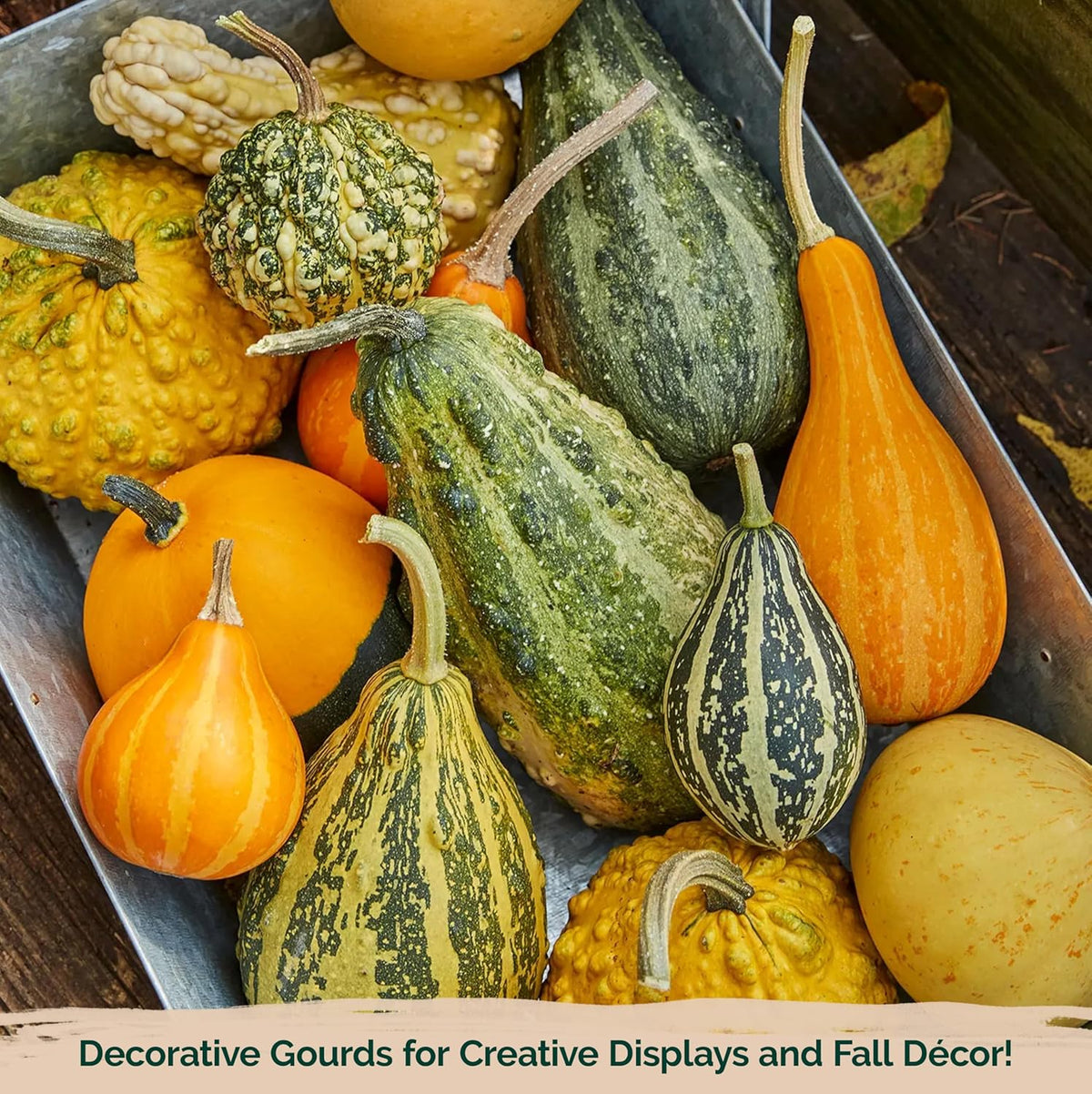 KVITER 50 Small Gourd Seeds Mix (Cucurbita Pepo) – Ornamental Fall Decor Gourds, Non GMO & Organic – Perfect Heirloom Seeds for Planting Decorative Gourds in Vegetable Garden