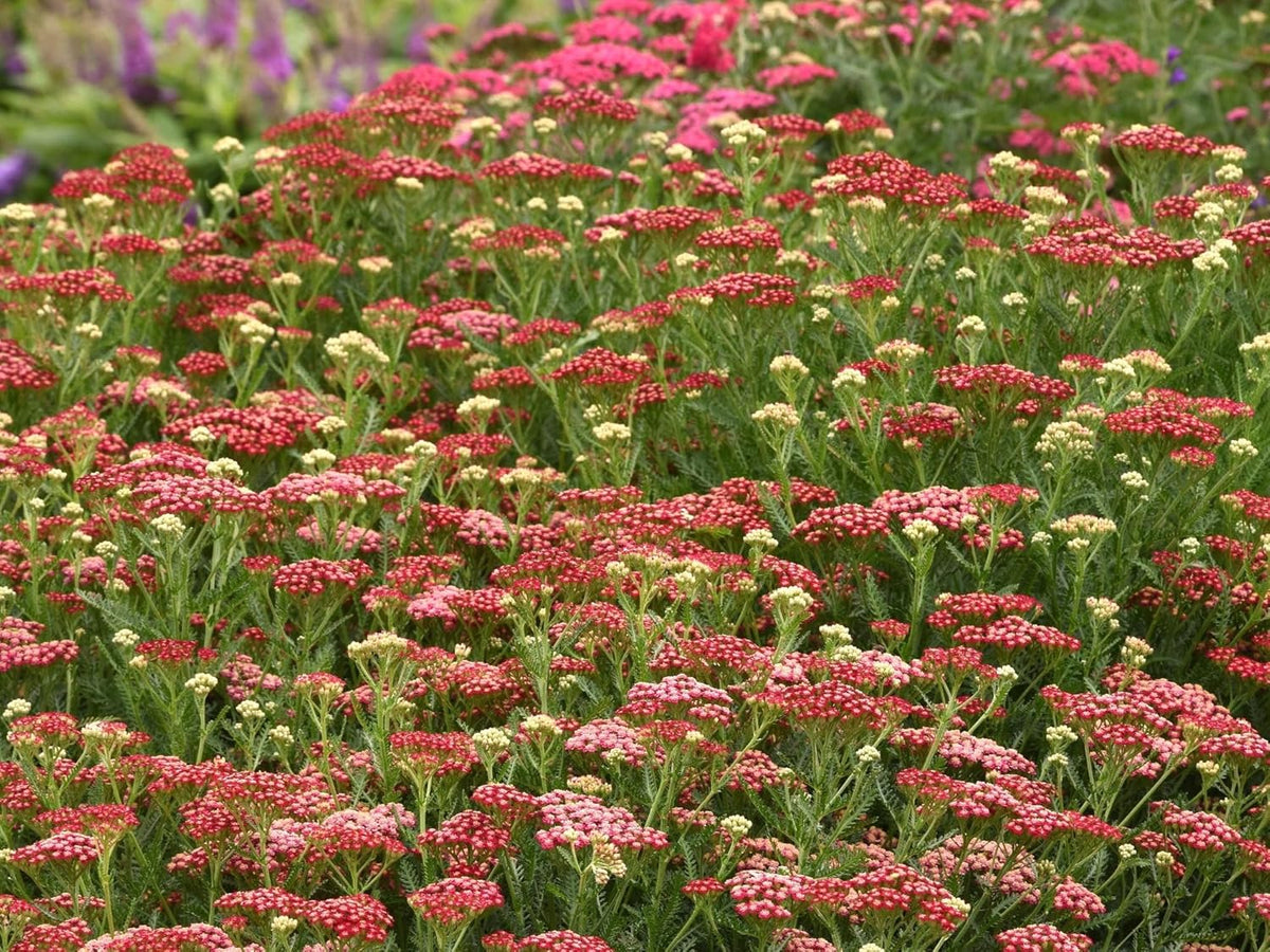 Greenwood Nursery: Live Perennial Plants - Achillea New Vintage Red Yarrow - [Qty: 2X Pint Pots] - (Click for Other Available Plants/Quantities)