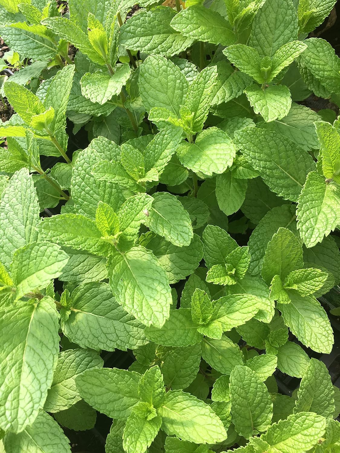 Mojito Mint Live Plant (mentha x villosa)