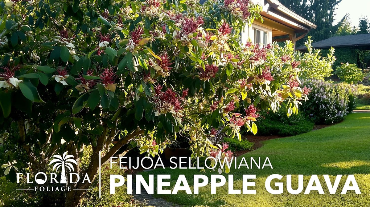 Pineapple Guava - 50 Live Plants - Feijoa Sellowiana - Edible Fruit and Flowering Foliage