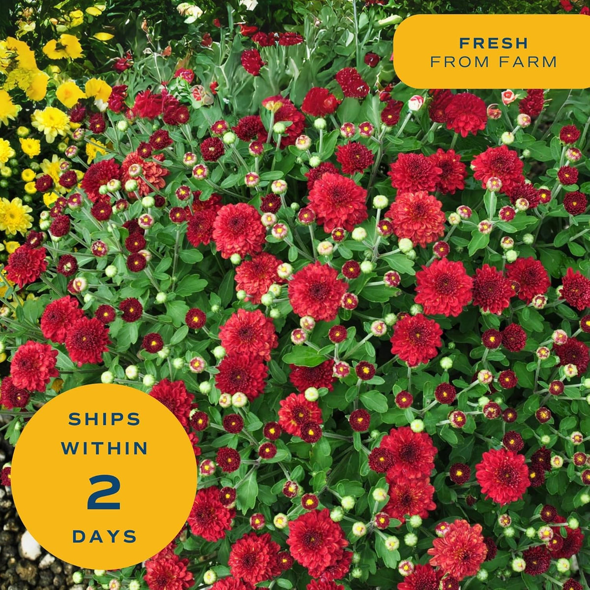 Costa Farms Live Flowering Orange Mums (Pack of 4), Mini Chrysanthemum Houseplant, Full Bloom Plant Delivery, Potted in Grower Pot, 11-Inches Tall