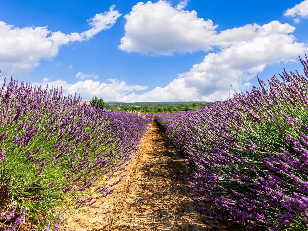 Greenwood Nursery: Live Perennial Plants - Grosso Lavender + Lavandula x Intermedia - [Qty: 1x 3.5 Pot] - (Click for Other Available Plants/Quantities)