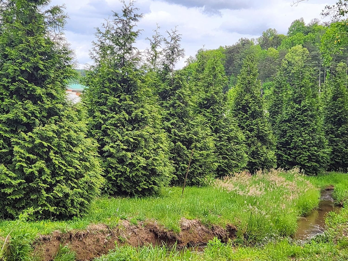 Thuja Green Giant Arborvitae Tree, 16-20+ Inches Tall, Lot of 15, 3 Inch deep Pot