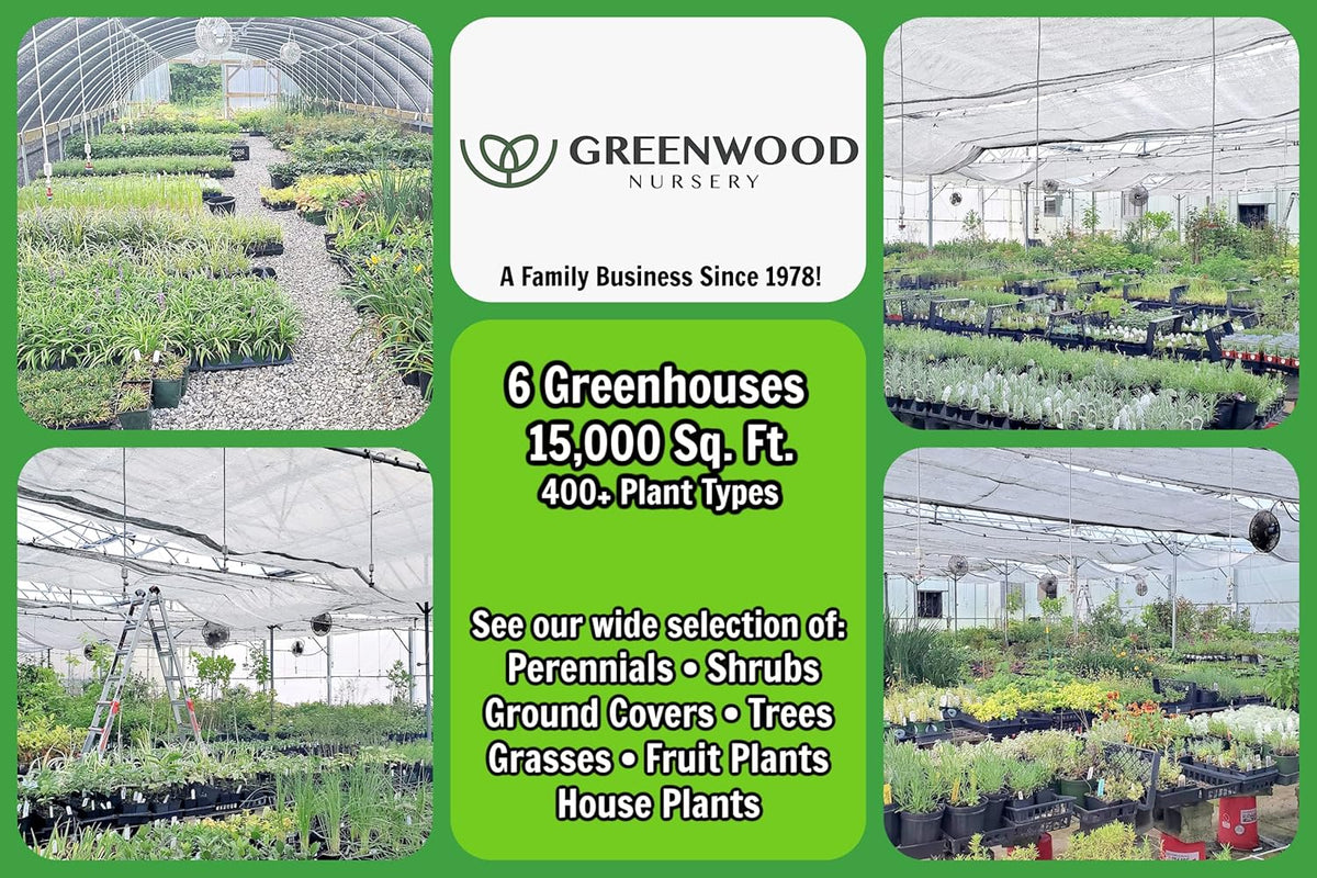 Greenwood Nursery: Live Perennial Plants - Royal Fern + Osmunda Regalis - [Qty: 5X 3.5 Pots] - (Click for Other Available Plants/Quantities)