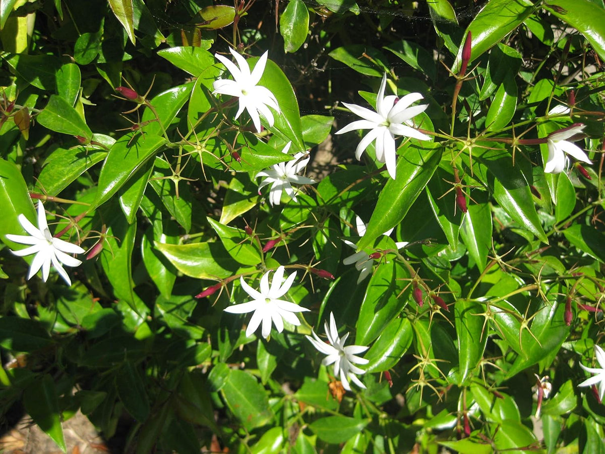 Star Jasmine - 3 Live Plants - Jasminum Nitidum - Fragrant Blooming Evergreen Vine