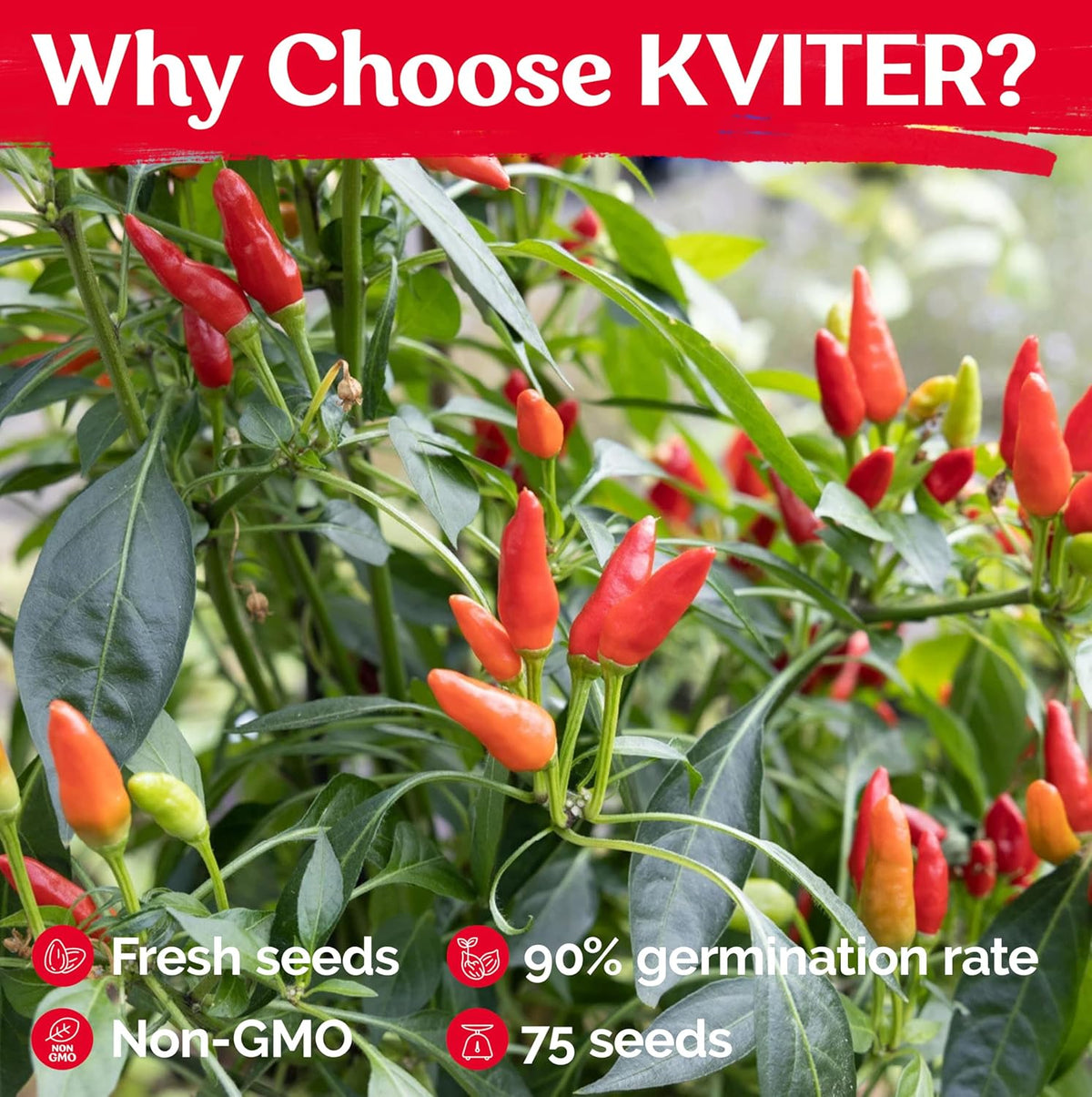 KVITER 75 Birds Eye Chili Pepper Seeds for Planting (Capsicum Annuum) — Thai Chili Red Pepper, Extra‑Hot 50K-100K SHU, High‑Yield Bush — Heirloom & Organic Vegetable Seeds for Outdoor & Indoor Garden