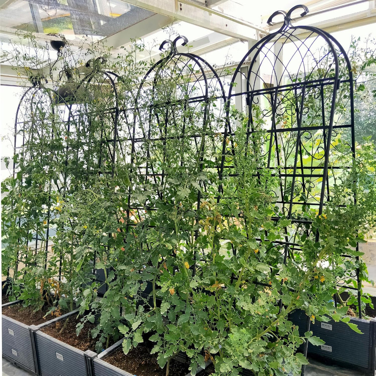 8 Pack Metal Garden Trellis 71" H Garden Fence Rustproof Trellis for Climbing Plants Support Roses Flower Outdoor Lawn Black