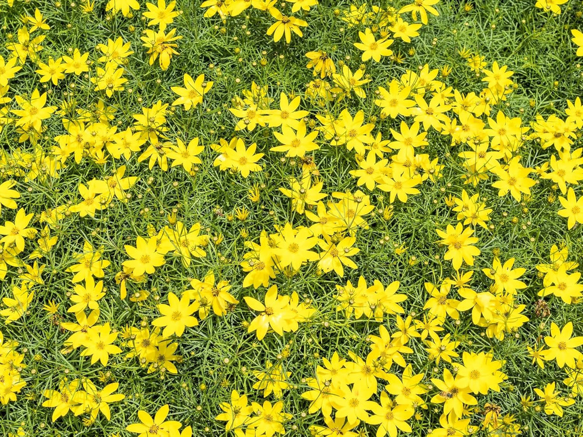Greenwood Nursery: Live Perennial Plants - Nana Mouse Ear Tickseed + Coreopsis Auriculata - [Qty: 1x Pint Pot] - (Click for Other Available Plants/Quantities)