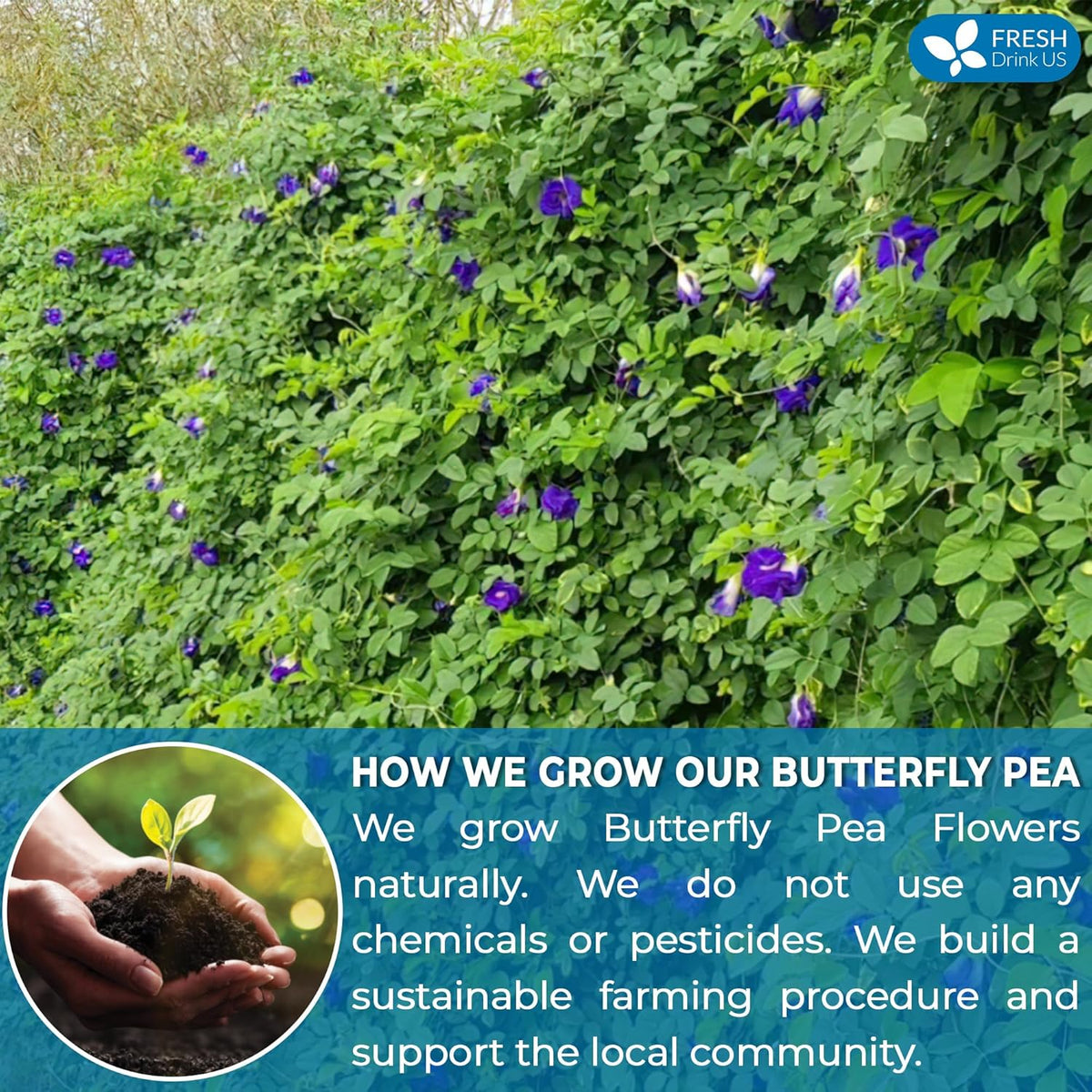 FreshDrinkUS, Premium 35 Butterfly Pea Tea Bags, 100% Natural and Pure from Butterfly Pea Flowers, Hand-made, Made With Natural Materials-Corn Fiber Tea Bag, Sugar/Caffeine/Gluten Free, Vegan
