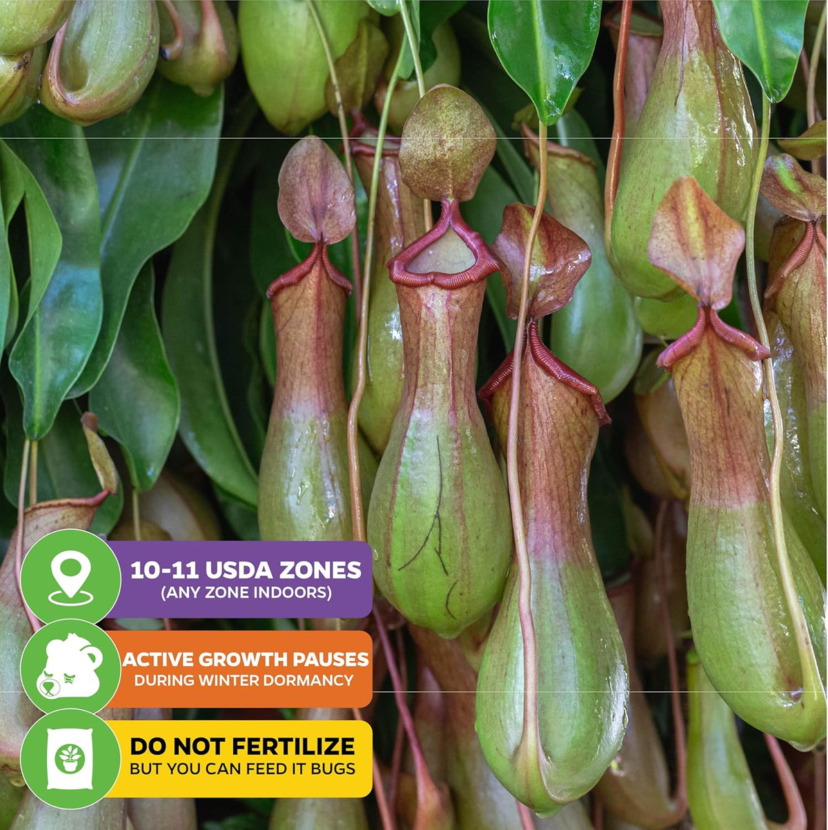 Miranda Carnivorous Pitcher Plant - Nepenthes Miranda - Wellspring Gardens Starter Plant - Unique & Exotic Tropical for Indoor/Outdoor Growing & Planting - Easy to Grow, Great for Nature Lovers