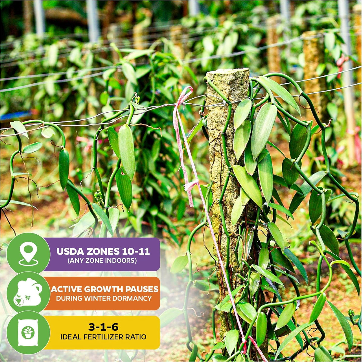 Variegated Vanilla Bean Orchid Live Plant - Vanilla planifolia variegata - Wellspring Gardens Starter Plant -Exotic Tropical Plant - Great for Indoor Houseplants, Outdoor Landscaping & Garden Planting