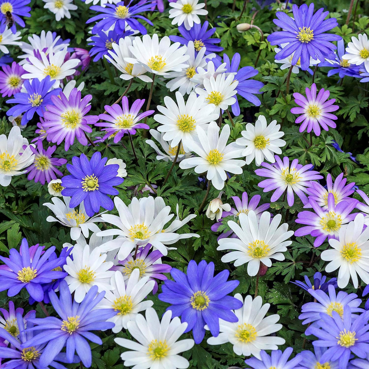 Easy to Grow Anemone Blanda Flutter Mix 60 Plant Bulbs - Blue, Pink, & White Flowers in Spring Outdoor, Full to Partial Sun