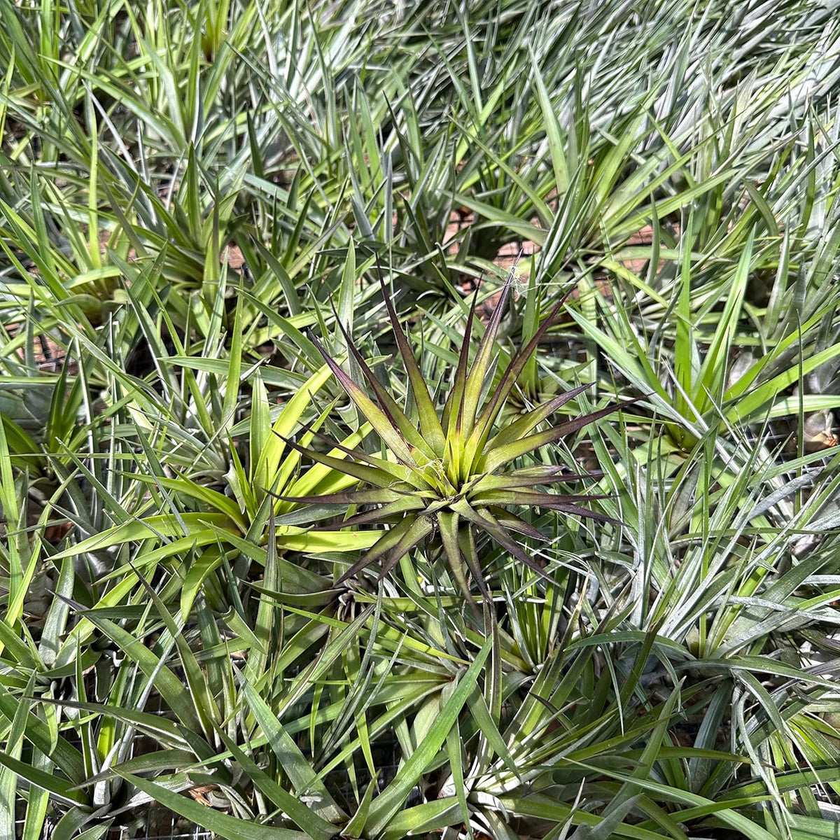 Air Plants - Tillandsia Fasciculata Tricolor, Large 4-6" - 1ct - Live Arrival Guaranteed - House Plants for Home Decor & Gift