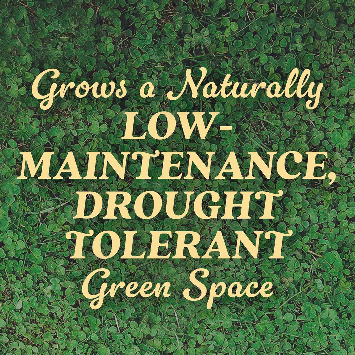 O.M. Scott and Sons Clover Seed, Lawn Seed Grows a Naturally Low Maintenance, Drought-Tolerant Lawn, 1,000 sq. ft., 2 lb., 2-Pack