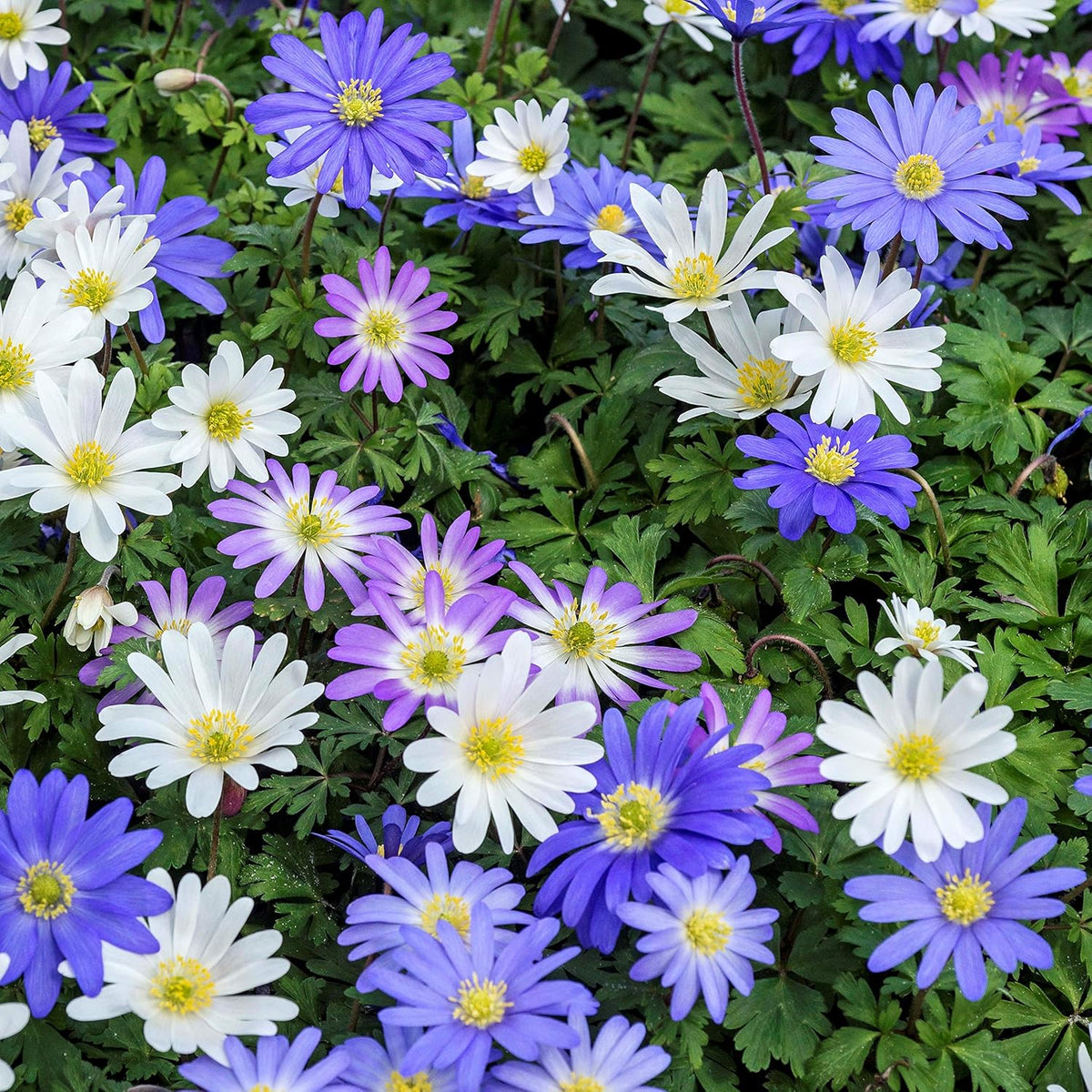 Easy to Grow Anemone Blanda Flutter Mix 60 Plant Bulbs - Blue, Pink, & White Flowers in Spring Outdoor, Full to Partial Sun