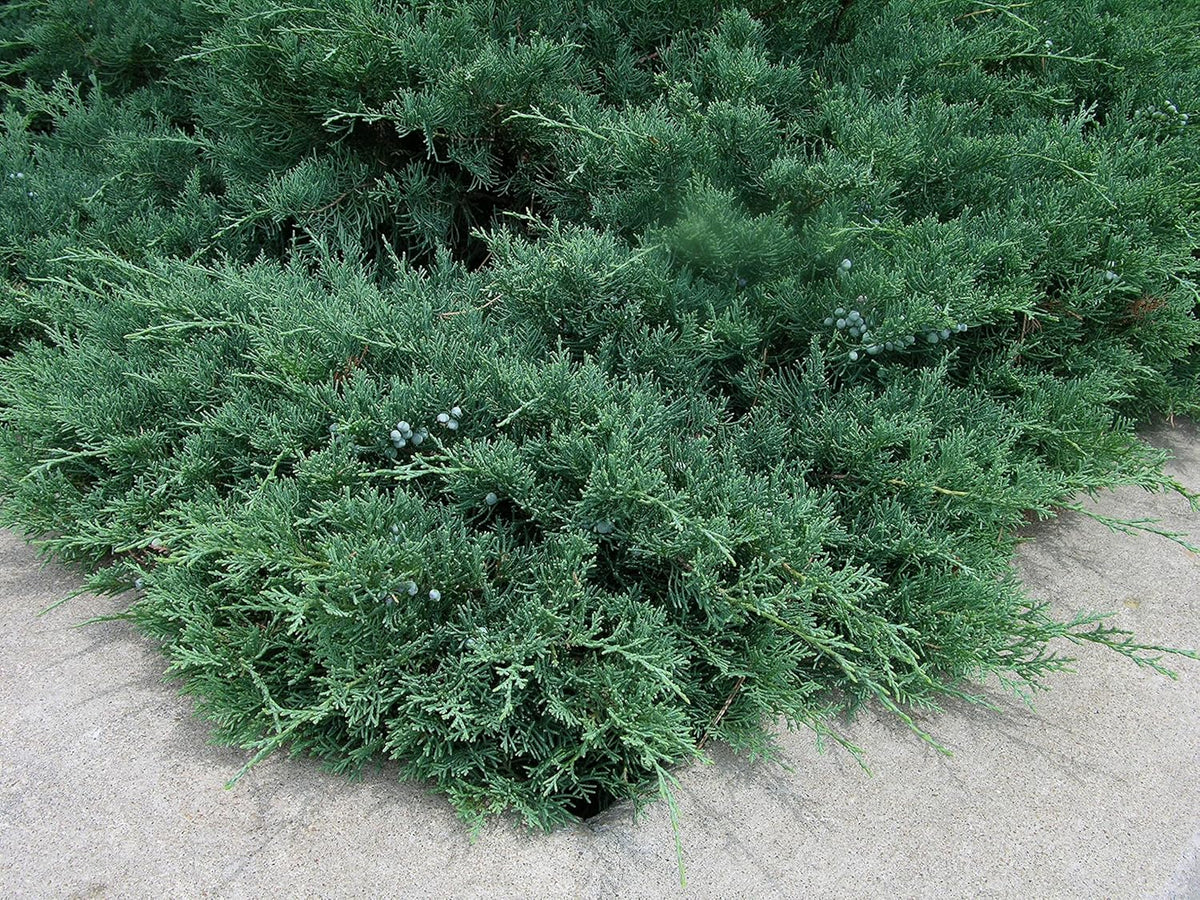 Blue Sargent Juniper - 3 Live Plants - Juniperus Chinensis - Drought Tolerant Cold Hardy Evergreen Ground Cover