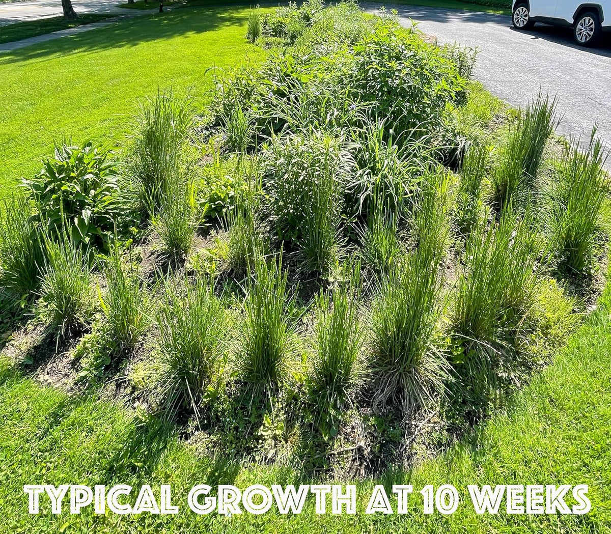 64 Outdoor Plants - Flowering Garden for Full Sun to Support Pollinators Including Perennial Native Plants Purple Coneflower, Butterfly Milkweed, Wild Bergamot and Smooth Blue Aster